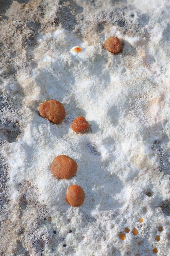 Image of protoblastenia lichen