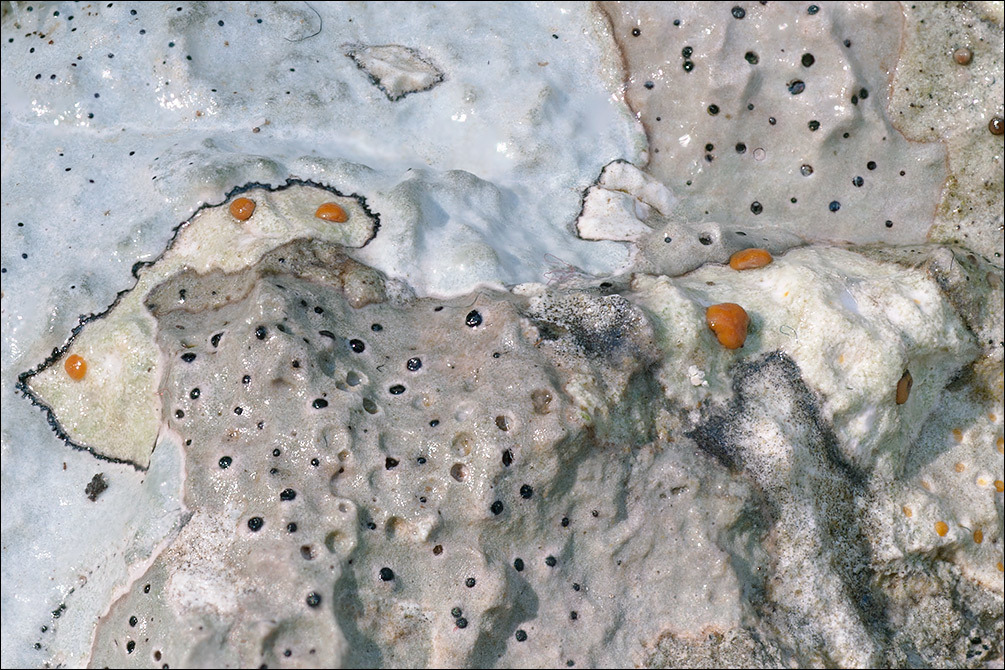 Image of protoblastenia lichen