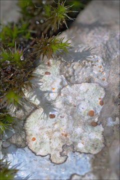 Image of protoblastenia lichen