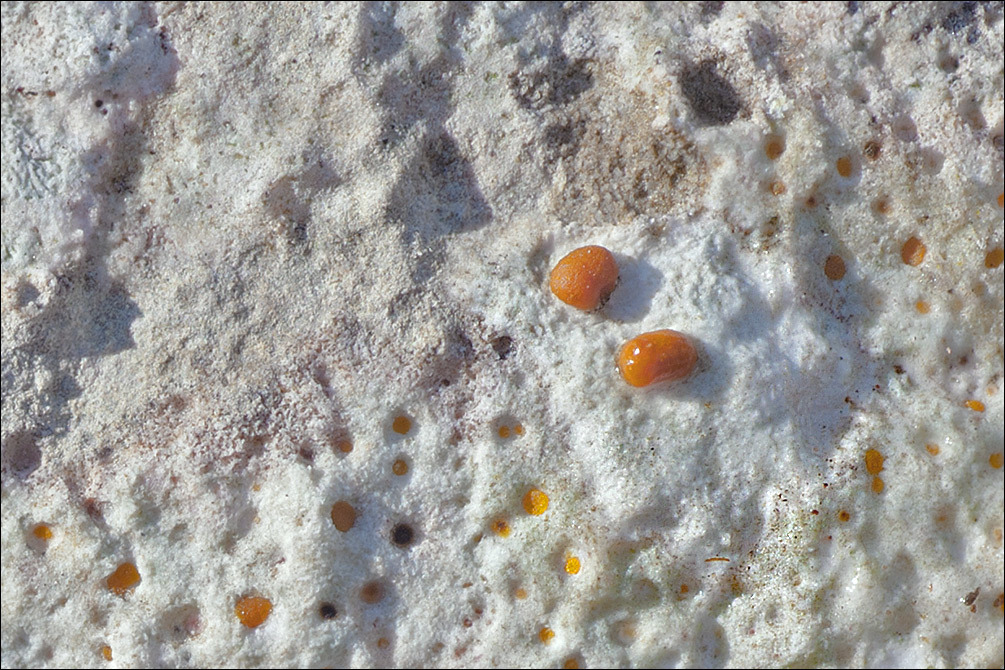 Image of protoblastenia lichen