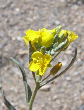 Image of Fendler's bladderpod