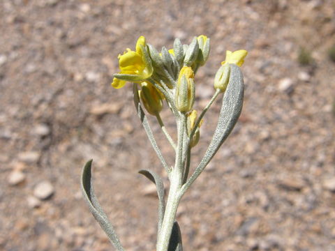 Image of Fendler's bladderpod