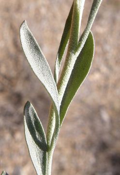 Image of Fendler's bladderpod