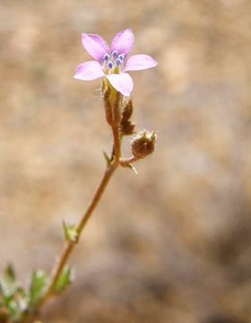 Image of El Paso gilia