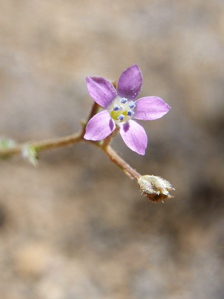 Image of El Paso gilia