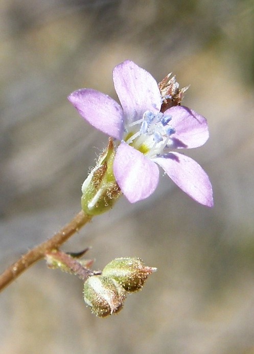 Image of El Paso gilia