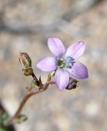 Image of El Paso gilia