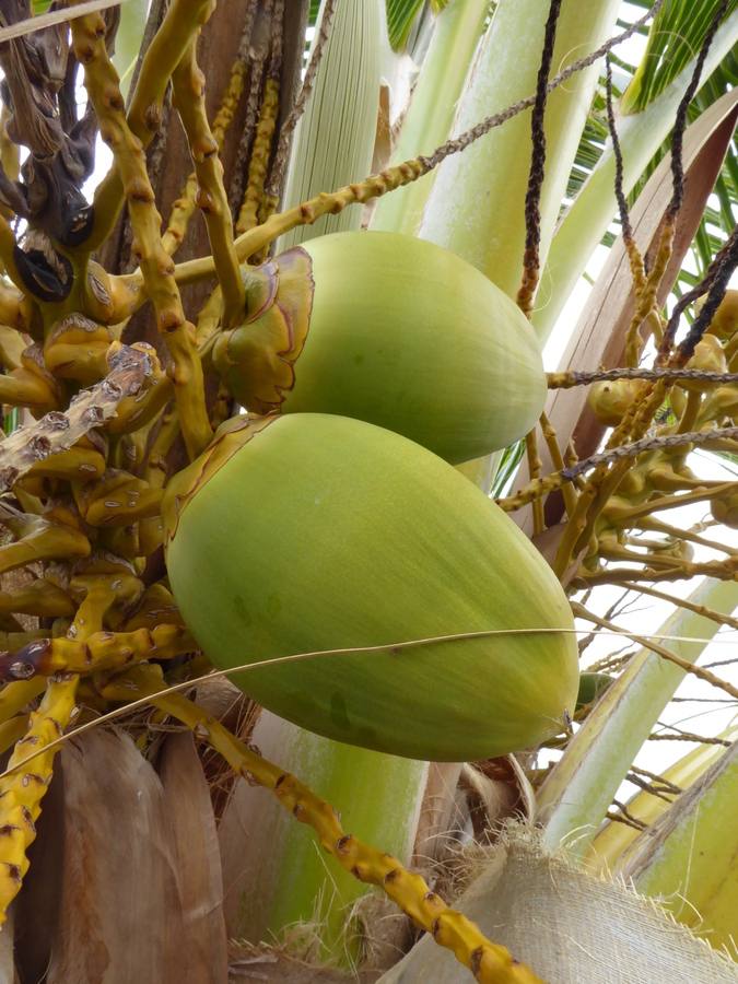 Image of Coconut