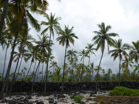 Image of Coconut