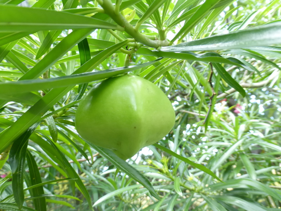 Image of Yellow oleander