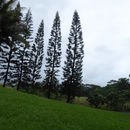 Image de Araucaria colonnaire