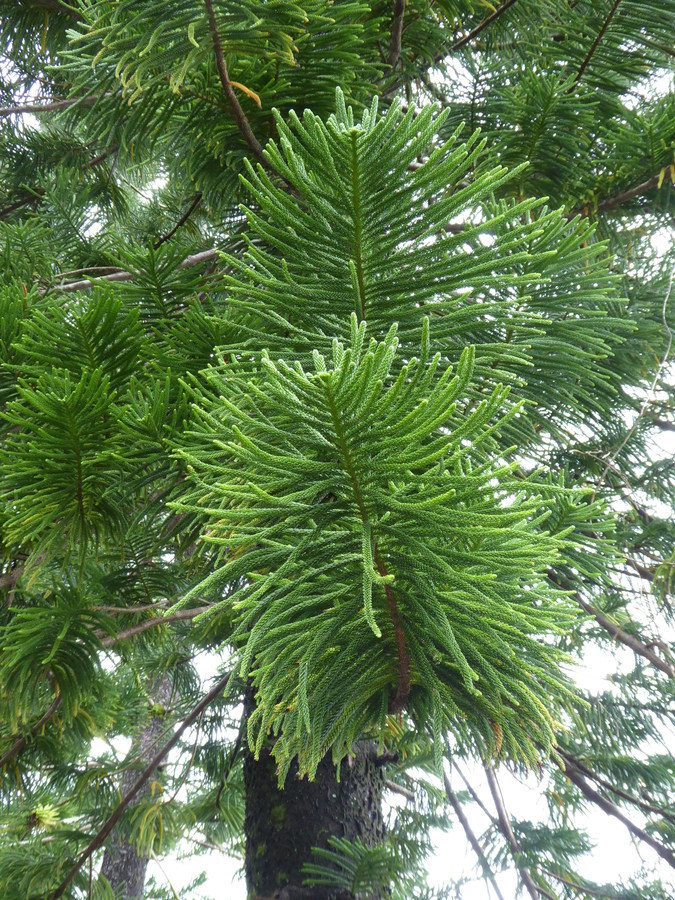 Слика од Araucaria columnaris (J. R. Forst.) Hook.