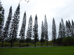 Image of New Caledonia pine