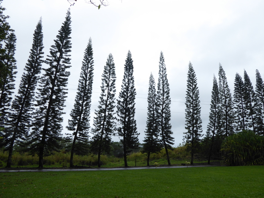 Слика од Araucaria columnaris (J. R. Forst.) Hook.