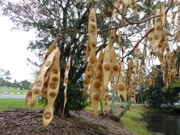 Image of woman's tongue