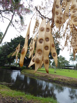 Image of woman's tongue