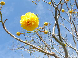 Image of silk cottontree