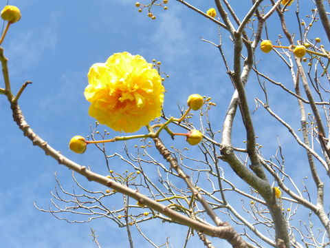 Imagem de Cochlospermum vitifolium (Willd.) Spreng.