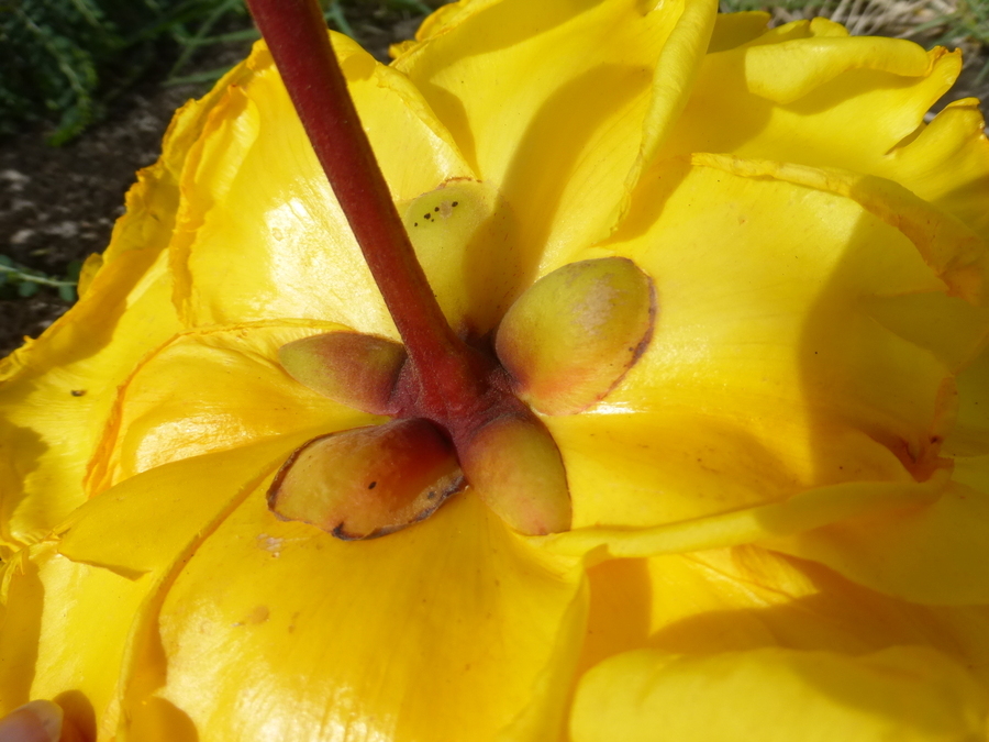 Imagem de Cochlospermum vitifolium (Willd.) Spreng.