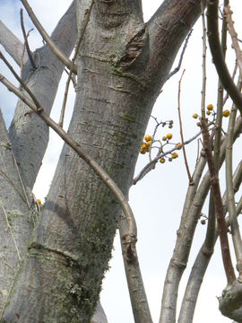 Imagem de Cochlospermum vitifolium (Willd.) Spreng.