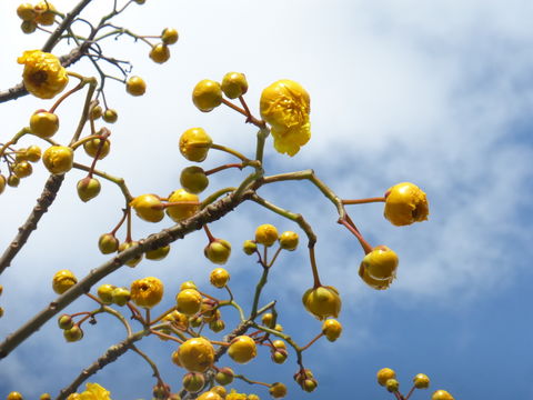 Imagem de Cochlospermum vitifolium (Willd.) Spreng.