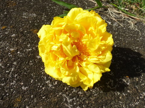 Imagem de Cochlospermum vitifolium (Willd.) Spreng.