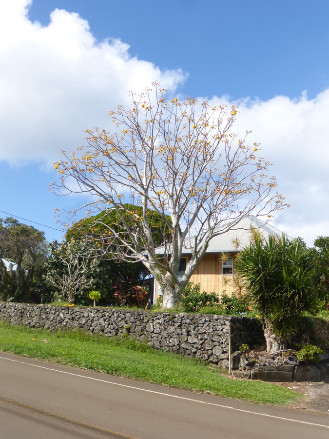 Image of silk cottontree