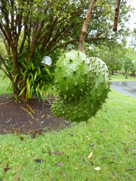 Imagem de Annona muricata L.