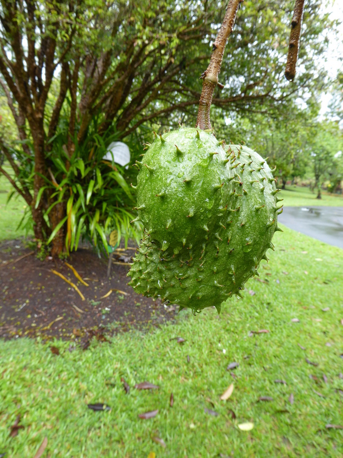 Image of soursop