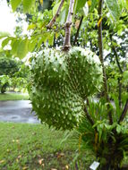 Image of soursop