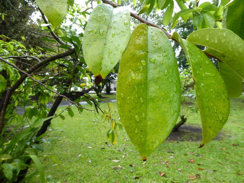 Image of soursop