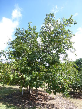 Image of soursop