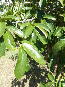 Image of soursop