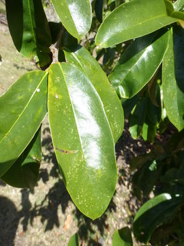 Image of soursop