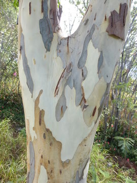 Image of Brazilian ironwood