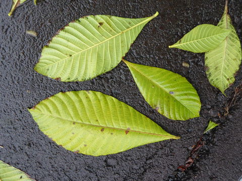 Sivun Gardenia tubifera Wall. ex Roxb. kuva