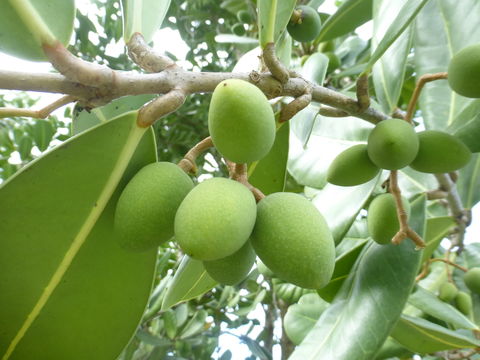 Calophyllum inophyllum L. resmi