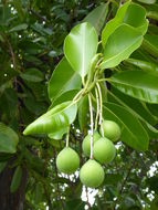 Image of Alexandrian Laurel