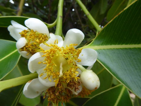 Calophyllum inophyllum L. resmi