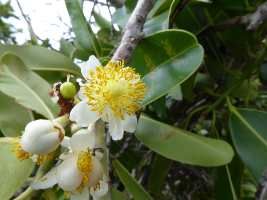 Image of Alexandrian Laurel