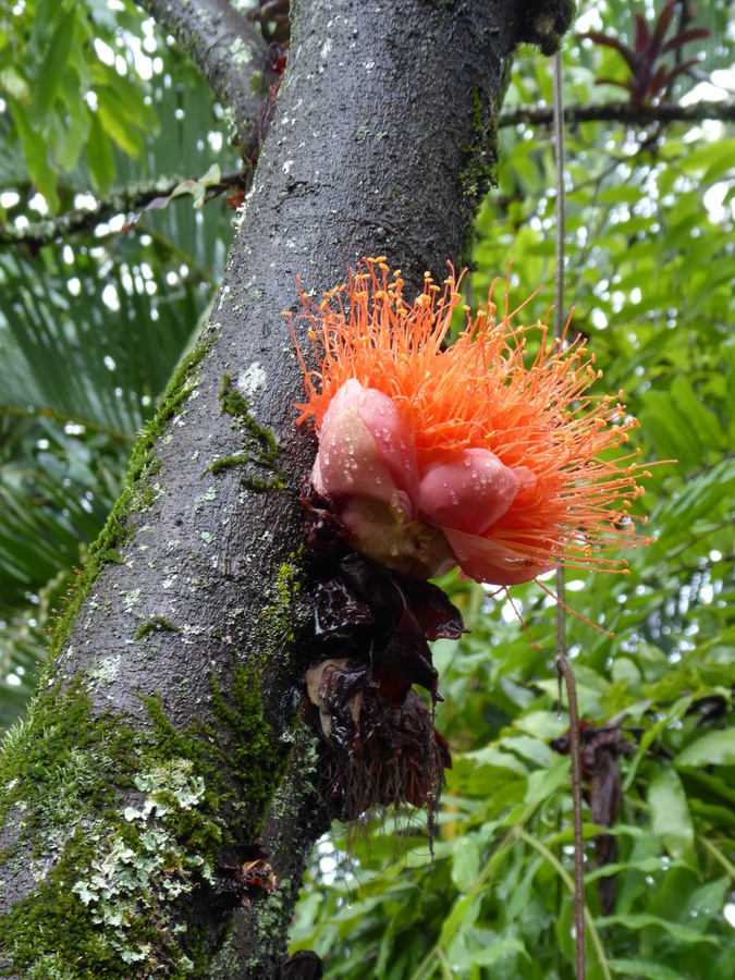 Image de Brownea macrophylla Linden