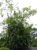 Image de Brownea macrophylla Linden