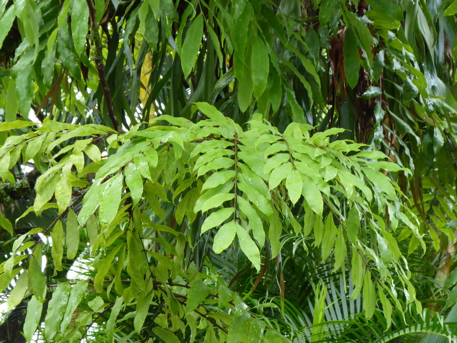 Image de Brownea macrophylla Linden