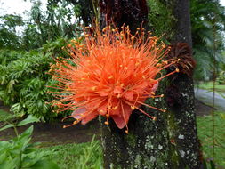 Image de Brownea macrophylla Linden