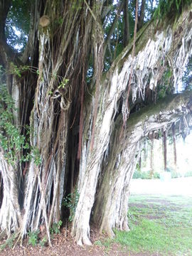 Image of Banyan