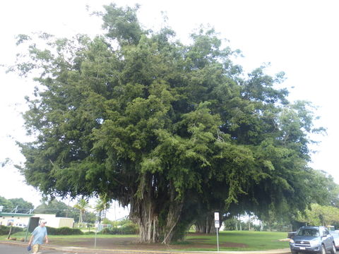 Image of Banyan