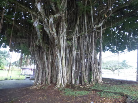 Image of Banyan