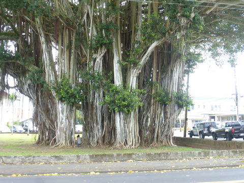 Image of Banyan