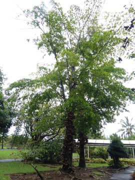 Image of Cannonball Tree