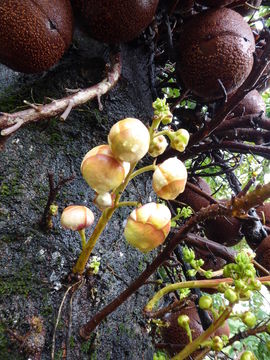 Image of Cannonball Tree